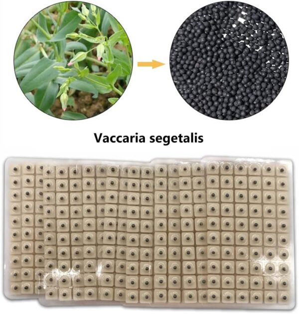 Akuppuntura Oído Almohadillas Adhesivas Desechables Para Masaje De Oídos, 600 Unidades De Tiritas Vaccaria Seed Para La Acupresión De La Oreja, 10 Hojas - Image 4