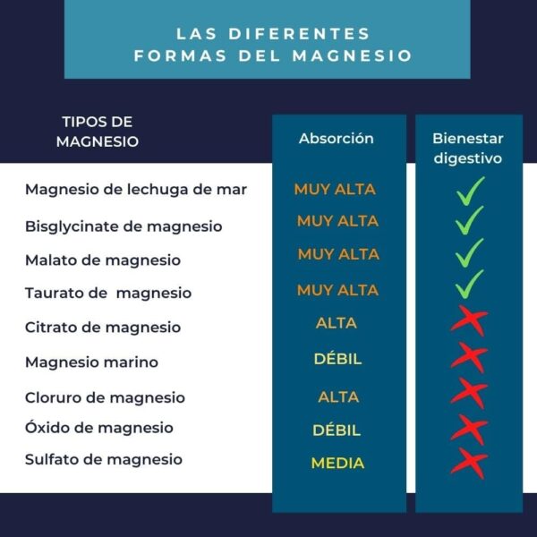 INOLAB Magnesio 1980mg | 4 Formas completas: Magnesio Bisglicinato, Malato, Vegetal Orgánico, Taurato | Alta Absorción y Tolerancia Digestiva | Bienestar Muscular y Nervioso | 120 Cápsulas - Image 5
