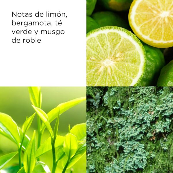 Elizabeth Arden - Green Tea, Loción Corporal Refrescante, con Fragancia de Extracto de Té Verde, Restaura e Hidrata, Energiza los Sentidos, Piel Sedosa y Suave - 500 ml - Image 5
