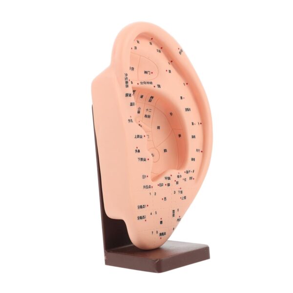 OUNONA 1 Pc Modelo De Masaje De Oído Herramienta Modelo De Oreja Con Base Modelo De Acupuntura De Oído Con Base Modelo De Pantalla De Oído Modelo De Enseñanza Del Oído Vinilo