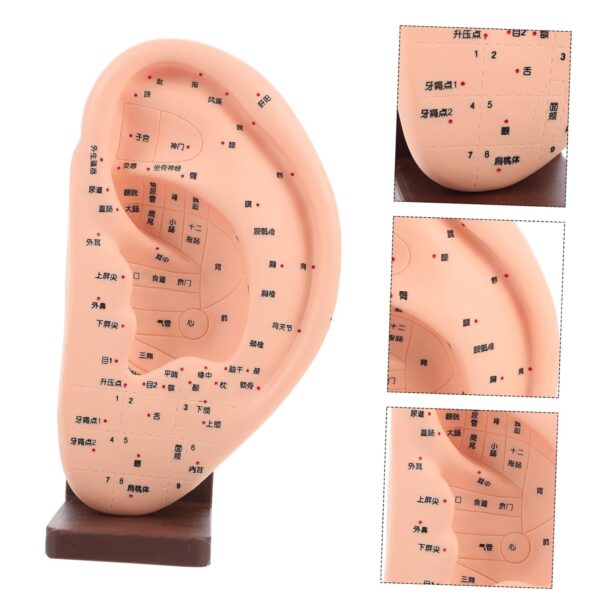 OUNONA 1 Pc Modelo De Masaje De Oído Herramienta Modelo De Oreja Con Base Modelo De Acupuntura De Oído Con Base Modelo De Pantalla De Oído Modelo De Enseñanza Del Oído Vinilo - Image 9