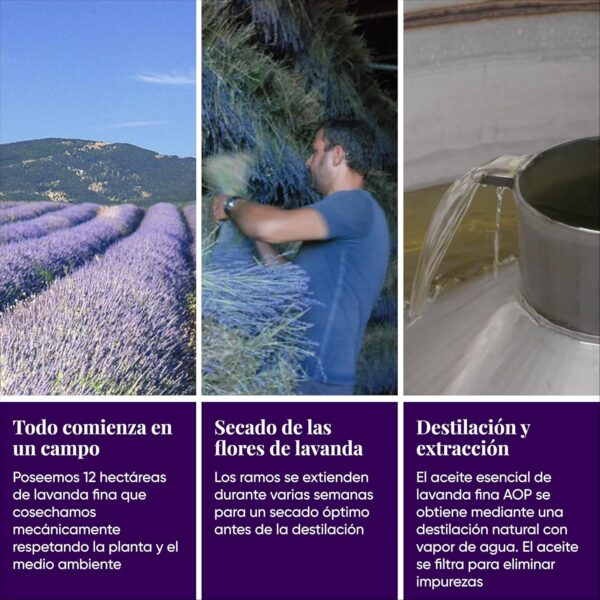 Aceite Esencial de Lavanda Fina AOP Orgánico - 100% Puro y Natural, Cultivado y Envasado en Provenza - Aceite Esencial de Aromaterapia Relajación y Bienestar para Masaje, Baño, Difusor - 15ml - Image 5